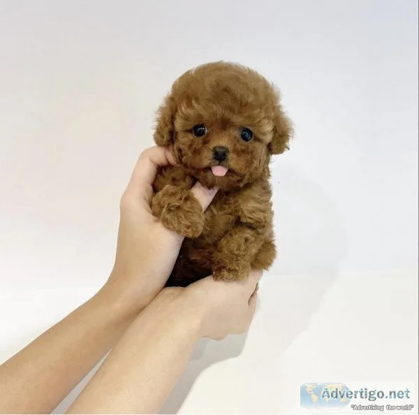 Miniature Poodle Puppies For Sale