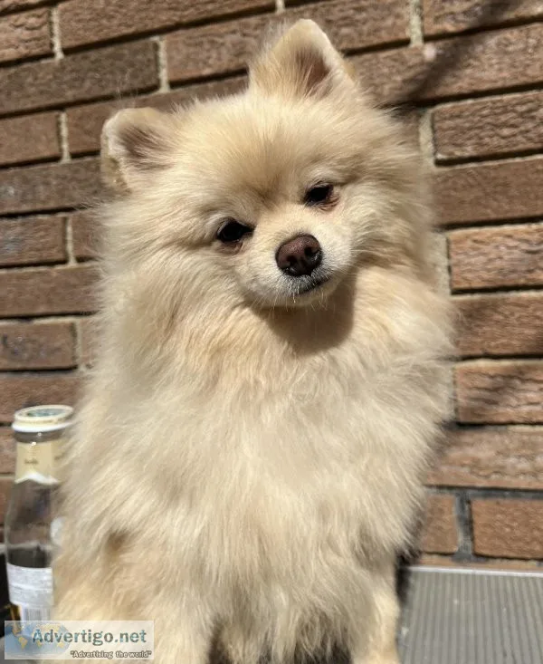 8 month old Pomeranian puppy