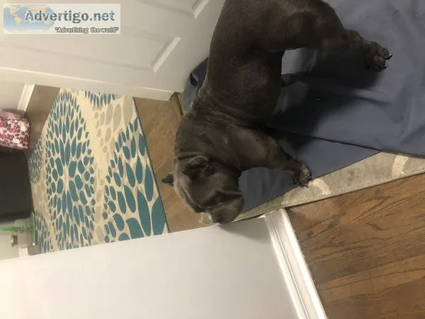 American bully exotic pocket