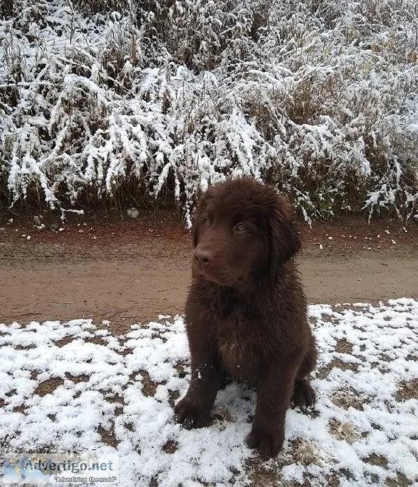 Newfoundland PuppIES