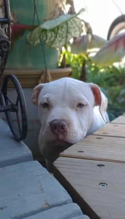 Pitbull puppies - 250 (ATLANTA)