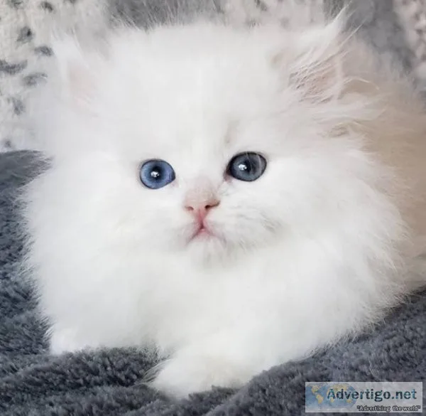 Persian kittens