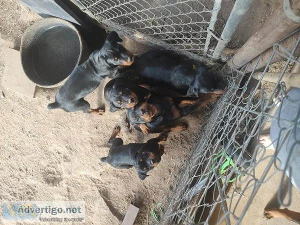 AKC Rottweilers