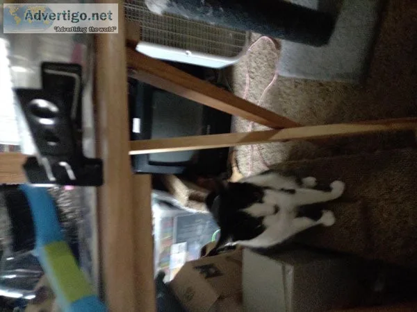 Free two cats too a loving home