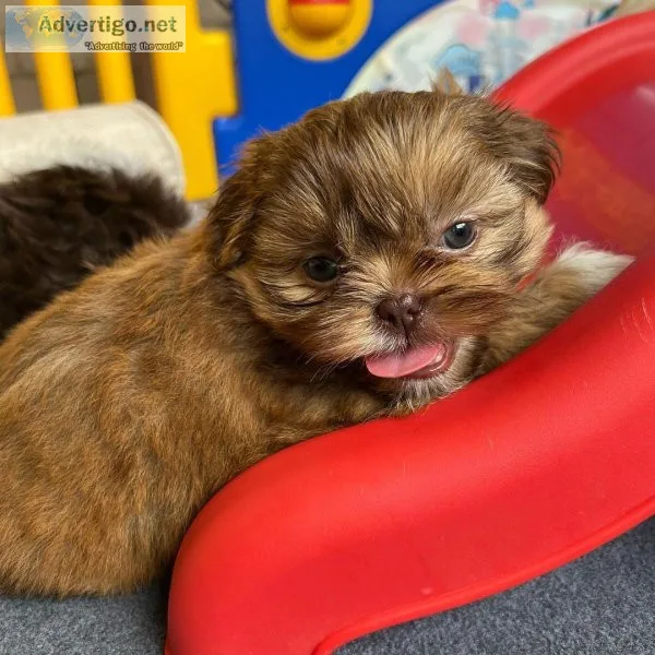 Shih Tzu Puppies