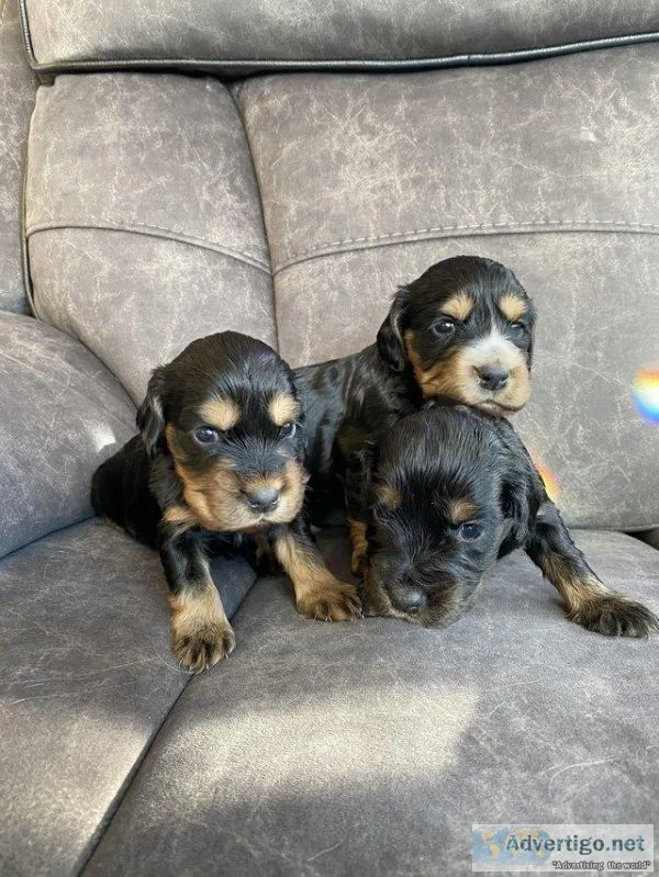7 Stunning Show type Cocker Spaniels akc reg