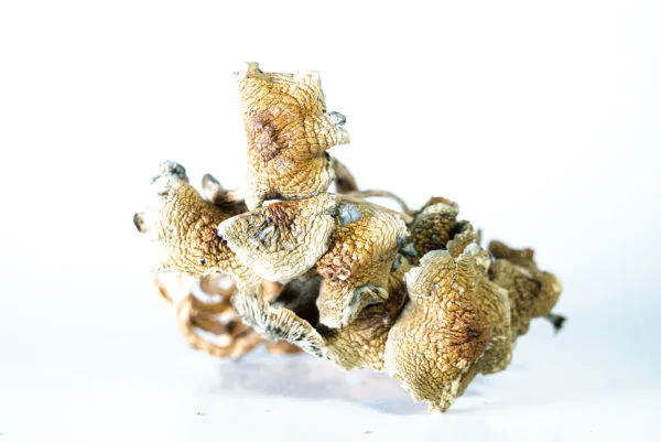 Golden teacher magic mushrooms