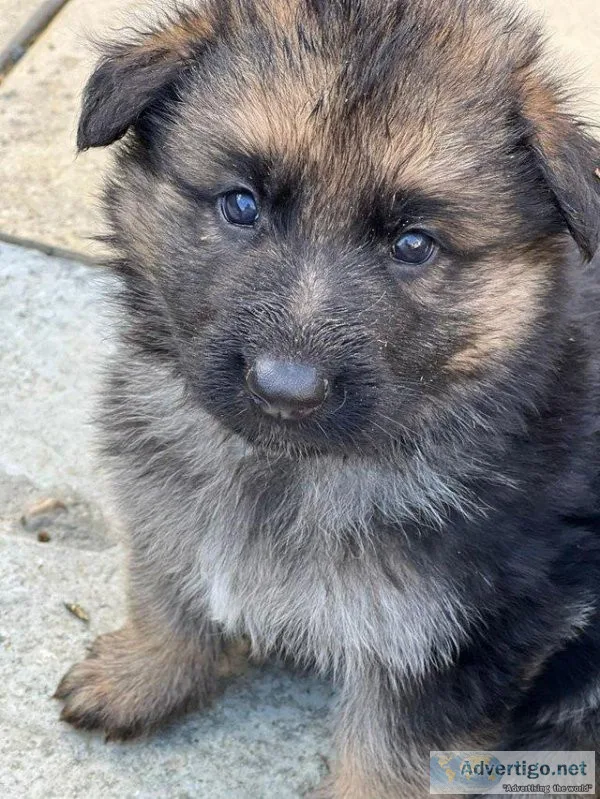 Full German shepherd puppies ready to go
