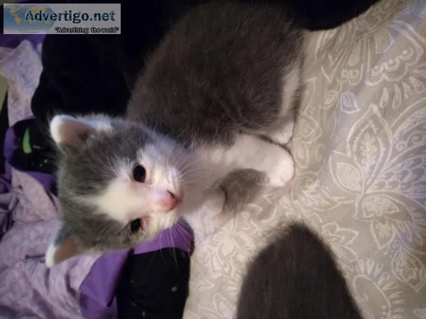 4 kittens to good home will be ready soon had them 10722