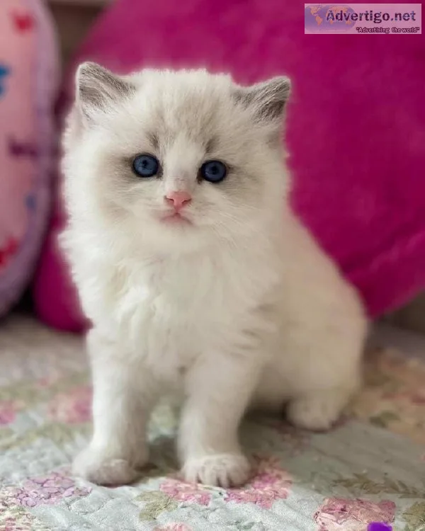 Ragdolls kittens