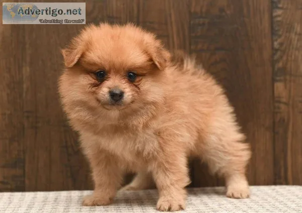 Pomeranian PuppIES