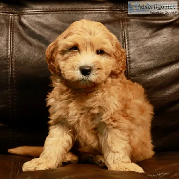Mini Goldendoodle