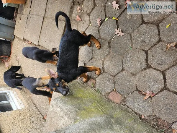 German shepherd puppies for sale