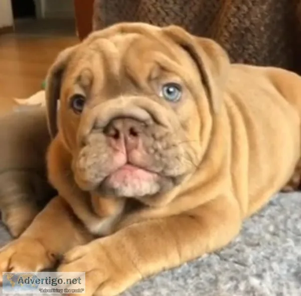 English bulldog puppies