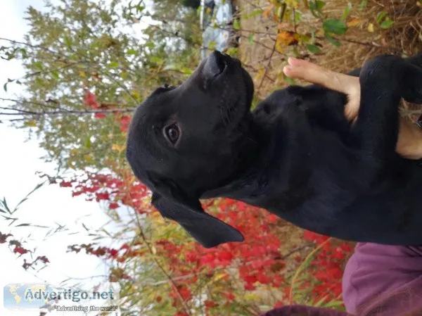 Lab Mix Puppy