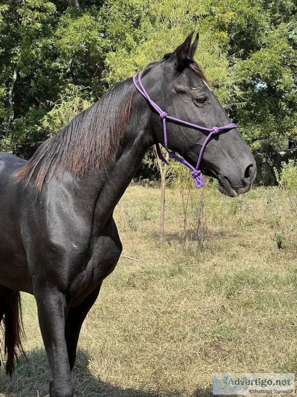 Reg Tennessee walking mare