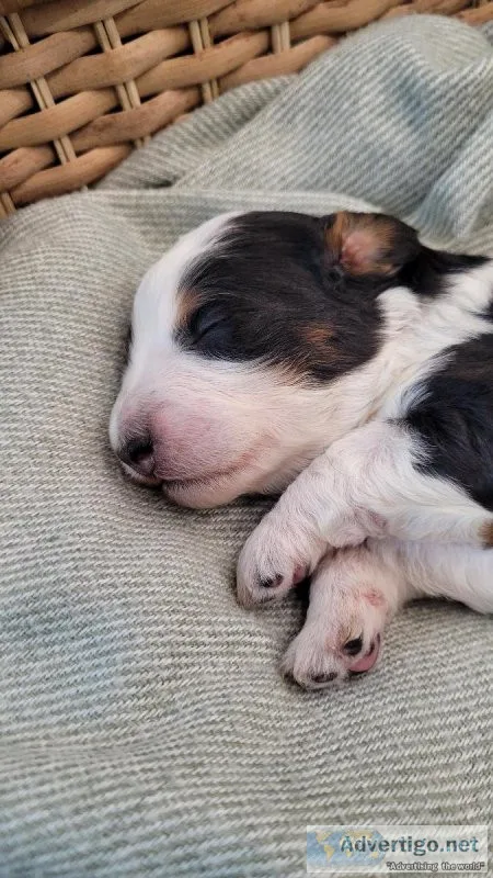 Bernedoodle Puppy