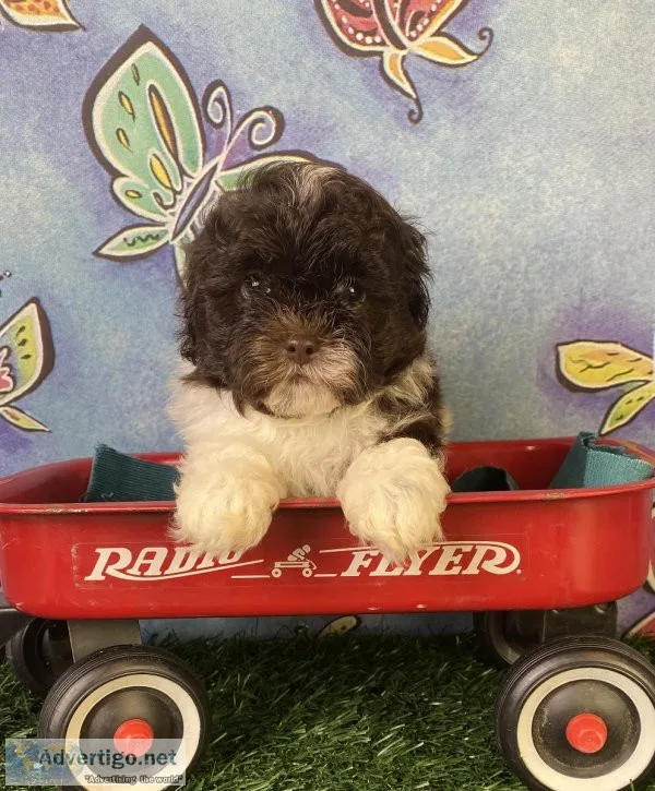 Timmy Shihpoo