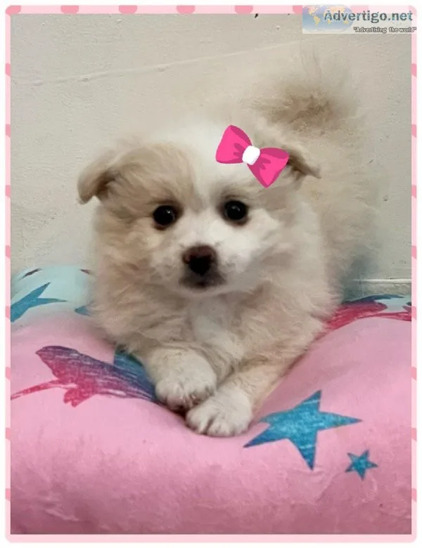Beautiful Pompoo Puppy