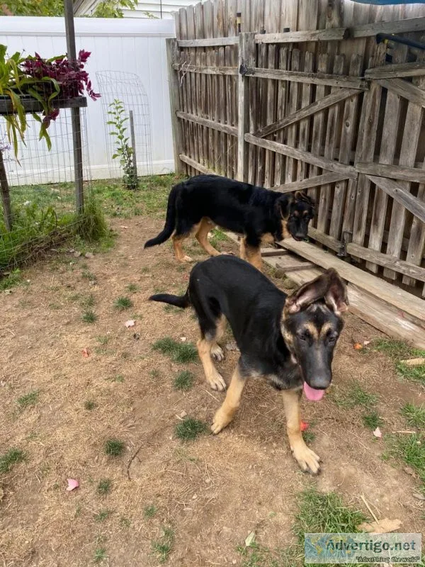 German Shepherd