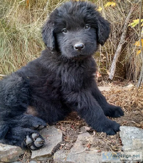 Newfoundland PuppIES