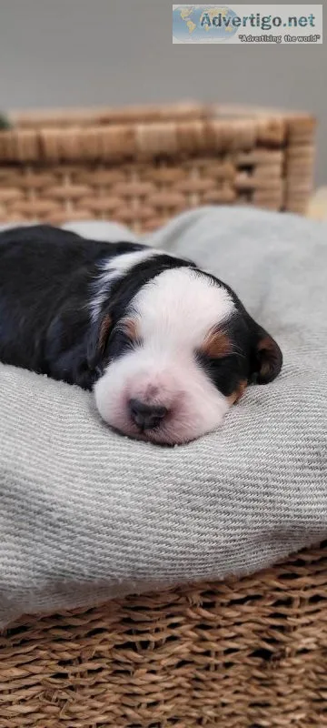 Bernedoodle Puppy