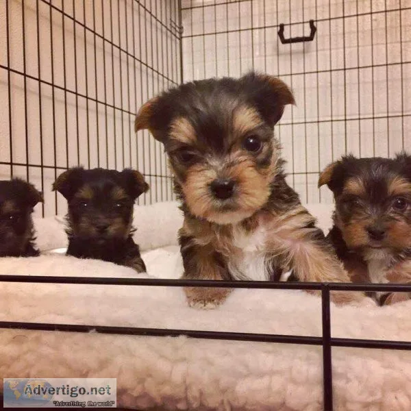 Beautiful Yorkie puppies