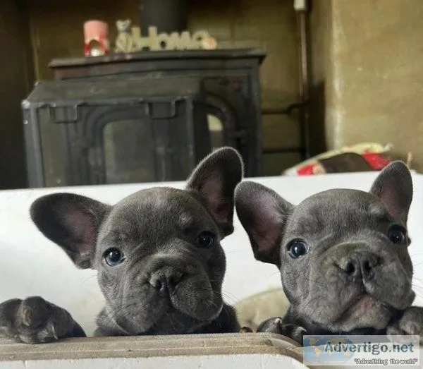 TOP QUALITY KC REG FRENCH PUPS AVAILABLE