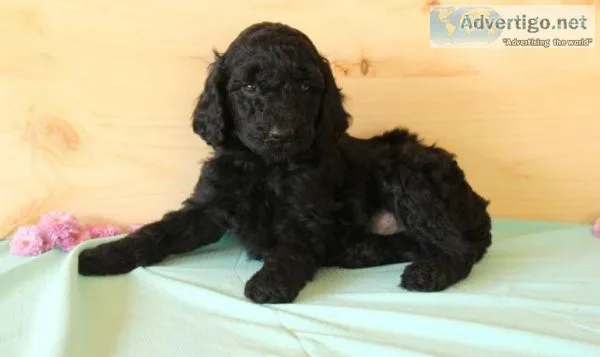 Standard Poodle PuppIES