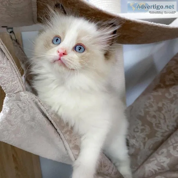 Lovely baby Ragdolls kittens