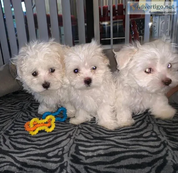 Maltese puppy Available