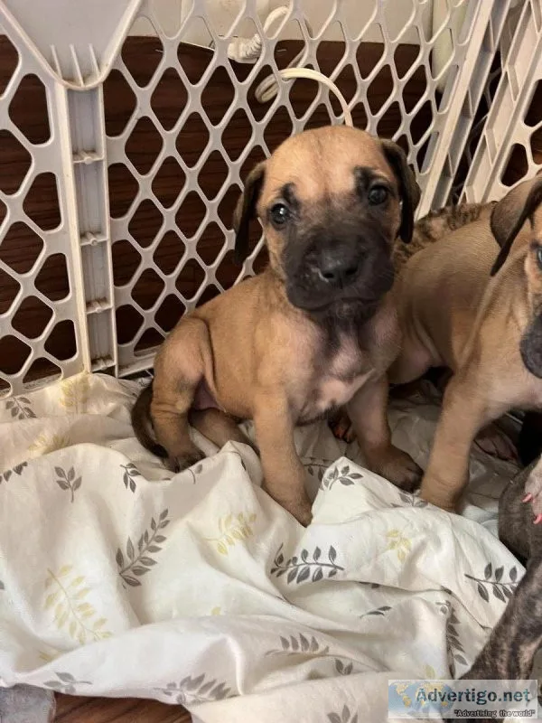 AKC registered Great Dane puppies