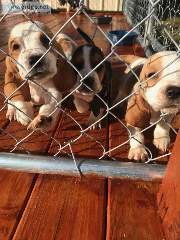 Basset Love Year Round