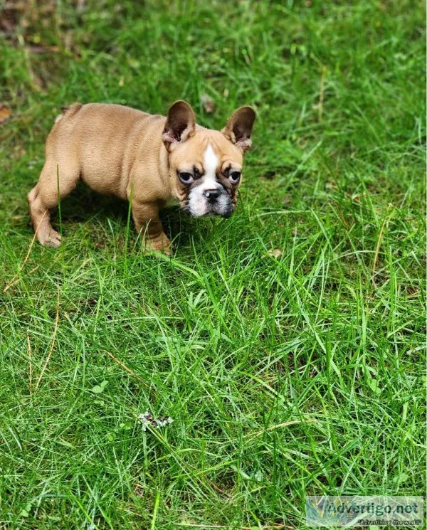 French Bulldog Puppy