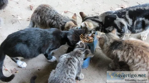 Ferals Strays Need Homes