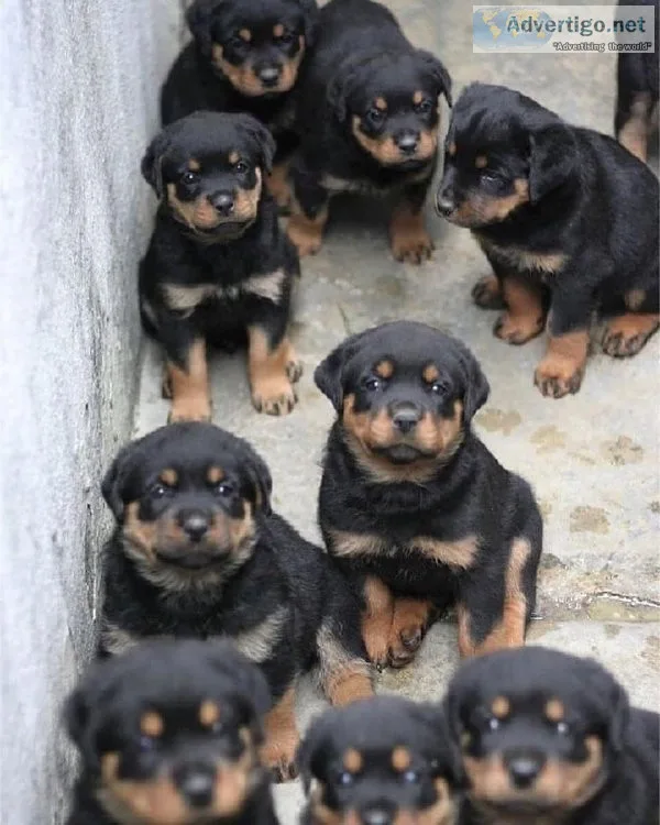 Rottweiler PuppIES
