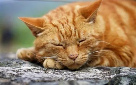 Ginger Cat Price in Noida