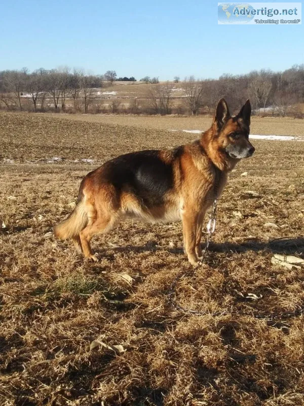 AKC German Shepherd