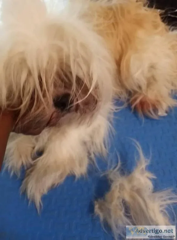 Professional Groomer