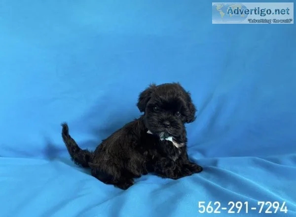 Morkie Puppies