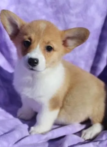 CKC Registered Pembroke Welsh Corgi Puppies