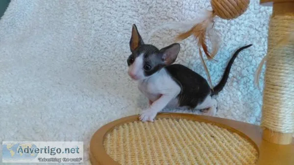 Cornish Rex Kittens for sale.