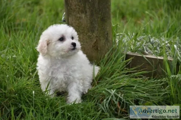 Bichon Frise Puppies.