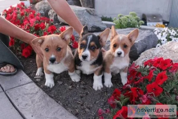 New adorable set of 7 corgi dog puppy coaster
