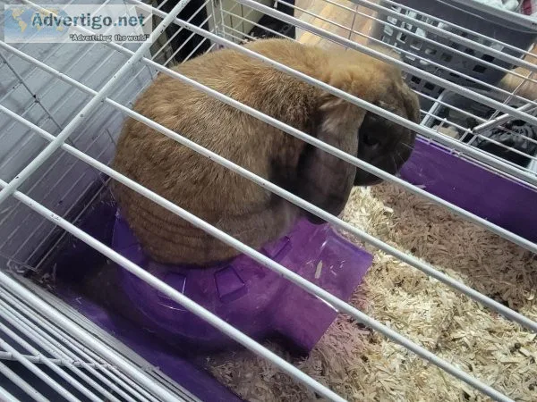 Floppy eared rabbit free to good home
