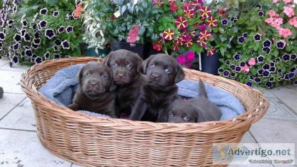 Labrador puppies for sale.