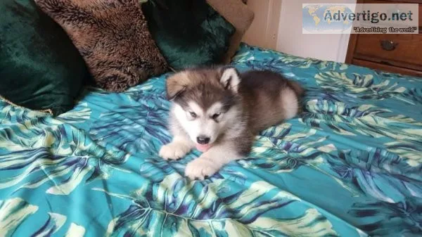 Two  Registered Alaskan Malamute.
