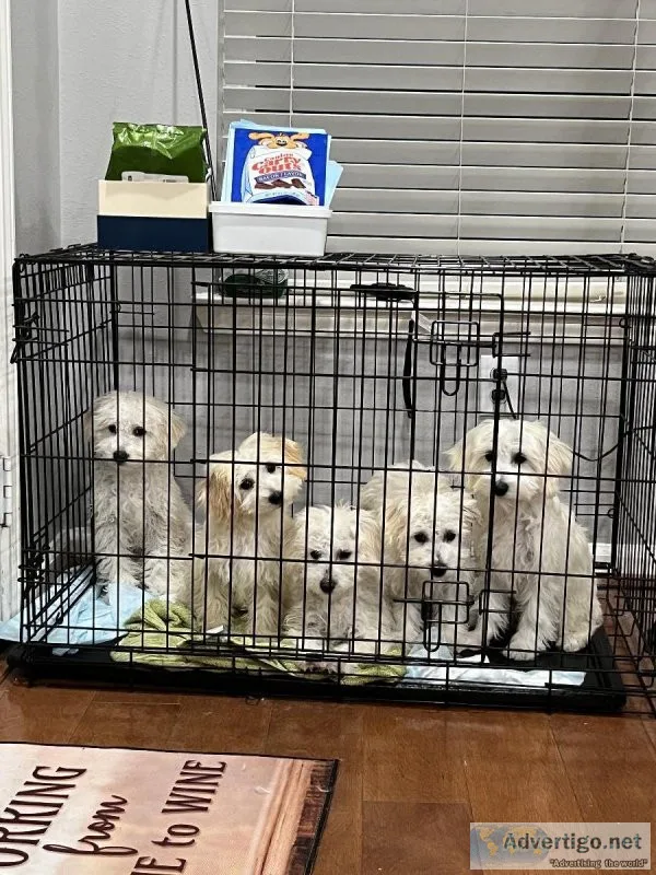 Maltipoo puppies