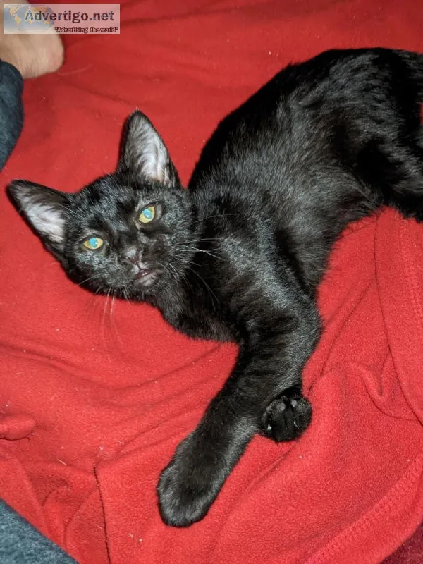 Burmese cats
