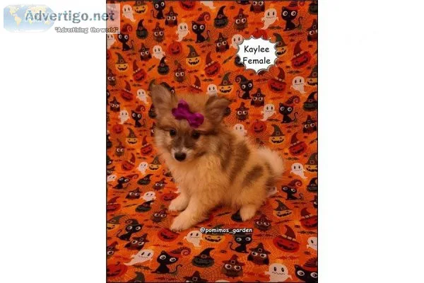 CKC Pomeranian Puppies